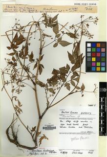 Type specimen at Edinburgh (E). Wood, John: 7158. Barcode: E00000002.