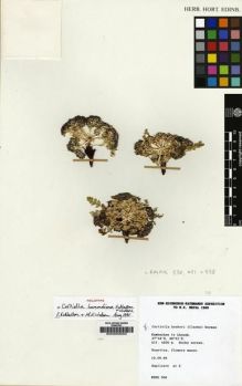 Type specimen at Edinburgh (E). Kew/Edinburgh Kanchenjunga Expedition (1989): 506. Barcode: E00000003.
