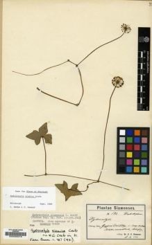 Type specimen at Edinburgh (E). Hosseus, Carl: 192. Barcode: E00000016.