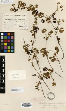 Type specimen at Edinburgh (E). Adamson, Robert: 4303. Barcode: E00000024.