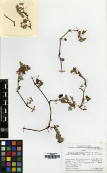 Type specimen at Edinburgh (E). Hutchison, P.C.; Wright, J.K. & Straw, R.M.: 6261. Barcode: E00000027.
