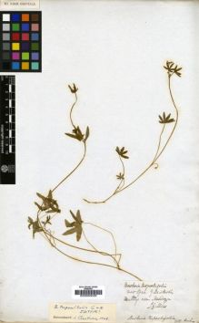 Type specimen at Edinburgh (E). Gillies, John: . Barcode: E00000029.