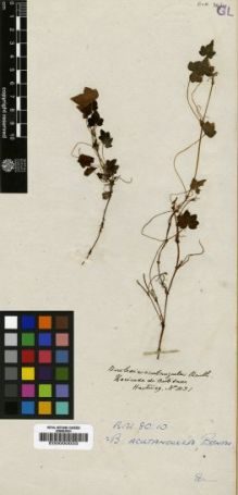 Type specimen at Edinburgh (E). Hartweg, Karl: 1031. Barcode: E00000033.