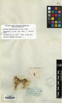 Type specimen at Edinburgh (E). Gillies, L.: . Barcode: E00000042.