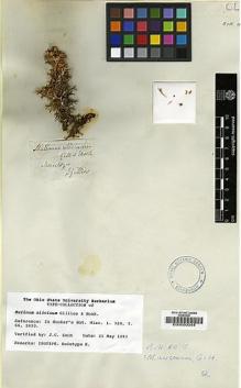 Type specimen at Edinburgh (E). Gillies, John: . Barcode: E00000044.