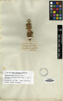 Type specimen at Edinburgh (E). Gillies, John: . Barcode: E00000045.