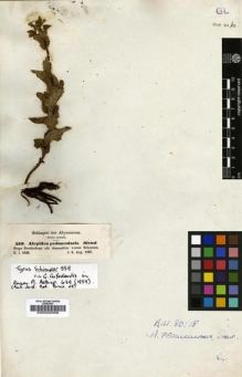 Type specimen at Edinburgh (E). Schimper, Georg: 559. Barcode: E00000058.