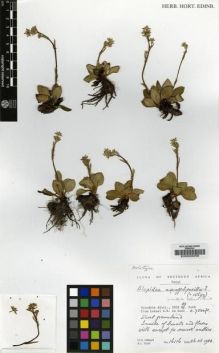Type specimen at Edinburgh (E). Hilliard, Olive; Burtt, Brian: 16116. Barcode: E00000059.