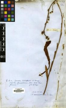 Type specimen at Edinburgh (E). Drège, Jean: . Barcode: E00000061.