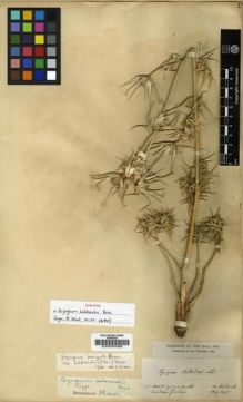 Type specimen at Edinburgh (E). Von Heldreich, Theodor: . Barcode: E00000069.