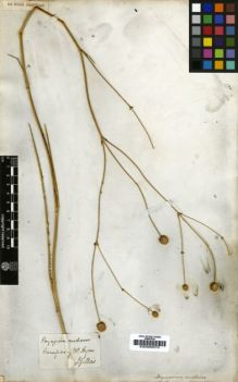 Type specimen at Edinburgh (E). Gillies, L.: . Barcode: E00000079.