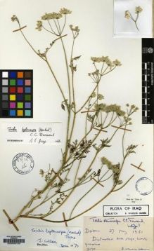 Type specimen at Edinburgh (E). Haines, Richard: 2170. Barcode: E00000105.