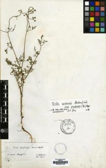 Type specimen at Edinburgh (E). Von Heldreich, Theodor: . Barcode: E00000106.