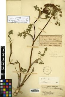 Type specimen at Edinburgh (E). Rock, Joseph: 4481. Barcode: E00000157.