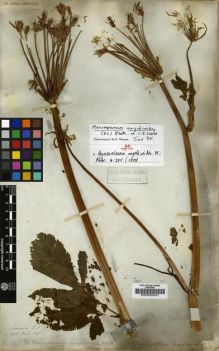 Type specimen at Edinburgh (E). Wallich, Nathaniel: 548. Barcode: E00000207.