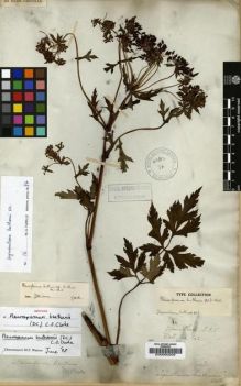 Type specimen at Edinburgh (E). Wallich, Nathaniel: 542. Barcode: E00000209.