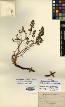 Type specimen at Edinburgh (E). Lepcha, Rhomoo: 441. Barcode: E00000215.