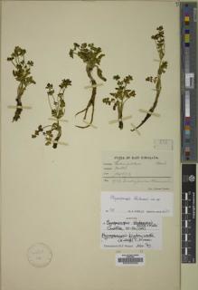 Type specimen at Edinburgh (E). Lepcha, R.: 896. Barcode: E00000226.