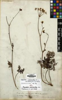 Type specimen at Edinburgh (E). Wallich, Nathaniel: 568. Barcode: E00000237.