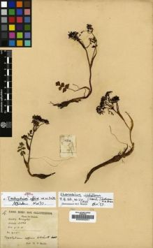 Type specimen at Edinburgh (E). Smith, W.: 4115. Barcode: E00000251.