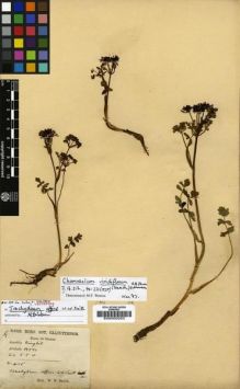 Type specimen at Edinburgh (E). Smith, W.: 4115. Barcode: E00000253.