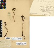 Type specimen at Edinburgh (E). Smith, W.: 4109. Barcode: E00000254.