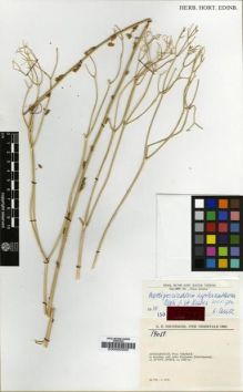 Type specimen at Edinburgh (E). Rechinger, Karl: 19051. Barcode: E00000300.