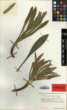 Type specimen at Edinburgh (E). Greuter, Werner: 7714. Barcode: E00000312.