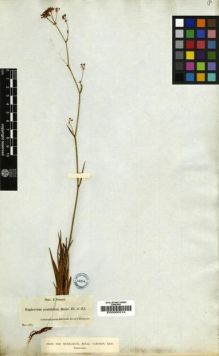 Type specimen at Edinburgh (E). Boissier, Pierre: 83. Barcode: E00000314.