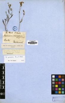 Type specimen at Edinburgh (E). Von Heldreich, Theodor: . Barcode: E00000321.