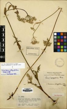 Type specimen at Edinburgh (E). Forrest, George: 3078. Barcode: E00000442.