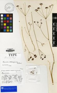 Type specimen at Edinburgh (E). Esterhuysen, Elsie: 24292. Barcode: E00000454.