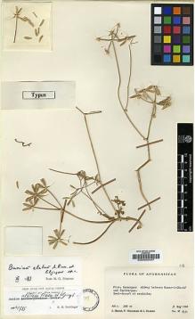 Type specimen at Edinburgh (E). Wendelbo, Per; Hedge, Ian; Ekberg, Lars: 8531. Barcode: E00000457.