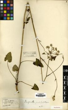 Type specimen at Edinburgh (E). Henry, Augustine: 9588. Barcode: E00000486.