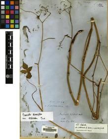 Type specimen at Edinburgh (E). Wallich, Nathaniel: 565. Barcode: E00000516.