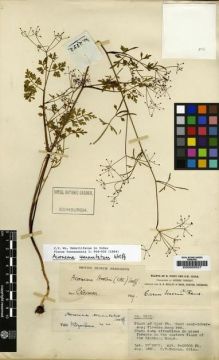 Type specimen at Edinburgh (E). Forrest, George: 2852. Barcode: E00000527.