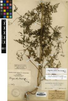 Type specimen at Edinburgh (E). Maire, Edouard-Ernest: 2357. Barcode: E00000544.
