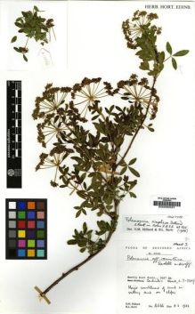 Type specimen at Edinburgh (E). Hilliard, Olive; Burtt, Brian: 16566. Barcode: E00000557.