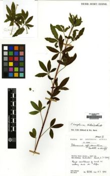 Type specimen at Edinburgh (E). Hilliard, Olive; Burtt, Brian: 16566. Barcode: E00000558.