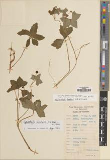 Type specimen at Edinburgh (E). Yu, Tse-tsun: 17271. Barcode: E00000573.