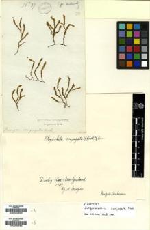 Type specimen at Edinburgh (E). Menzies, Archibald: 37. Barcode: E00000585.