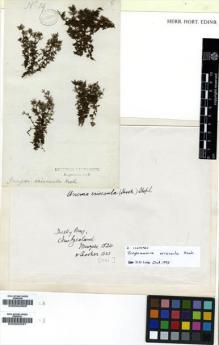 Type specimen at Edinburgh (E). Menzies, Archibald: 19. Barcode: E00000587.