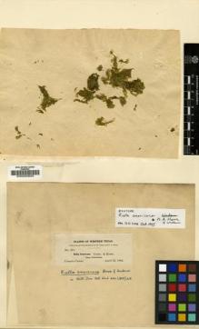 Type specimen at Edinburgh (E). Tracy, Samuel; Earle, Franklin: 251. Barcode: E00000600.