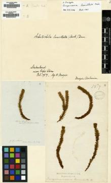 Type specimen at Edinburgh (E). Menzies, Archibald: 7. Barcode: E00000603.