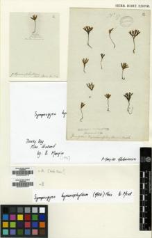 Type specimen at Edinburgh (E). Menzies, Archibald: 17. Barcode: E00000604.