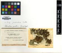 Type specimen at Edinburgh (E). Arnell, Hampus: 1380. Barcode: E00000607.