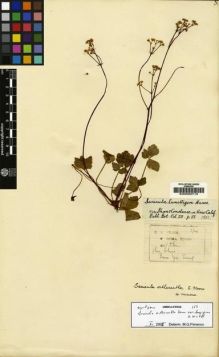Type specimen at Edinburgh (E). Wilson, Ernest: 156. Barcode: E00000710.