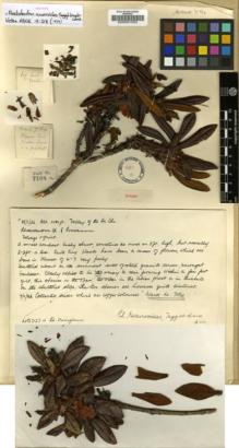 Type specimen at Edinburgh (E). Kingdon-Ward, Francis: 7184. Barcode: E00001002.
