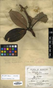 Type specimen at Edinburgh (E). Watt, George: 6535. Barcode: E00001004.