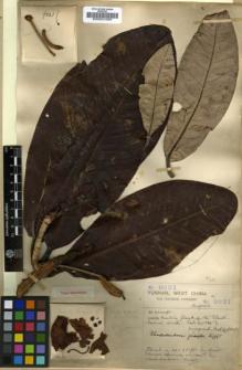 Type specimen at Edinburgh (E). Forrest, George: 9021. Barcode: E00001006.